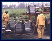 Tobacco Farm in Norfolk County, Ontario, Canada